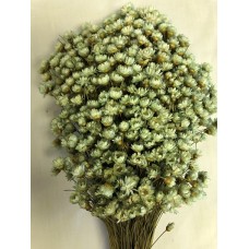 STAR FLOWERS MInt 12" (BULK)-